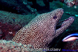 Black-spotted moray "Captain Fred". Inchkape-I, Fujeira, UAE by Alexander Nikolaev 